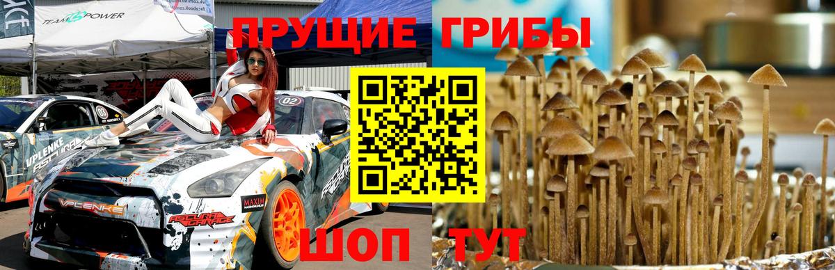 Галлюциногенные грибы Psilocybine cubensis  где найти   Псилоцибиновые грибы Cubensis  Гагарин 